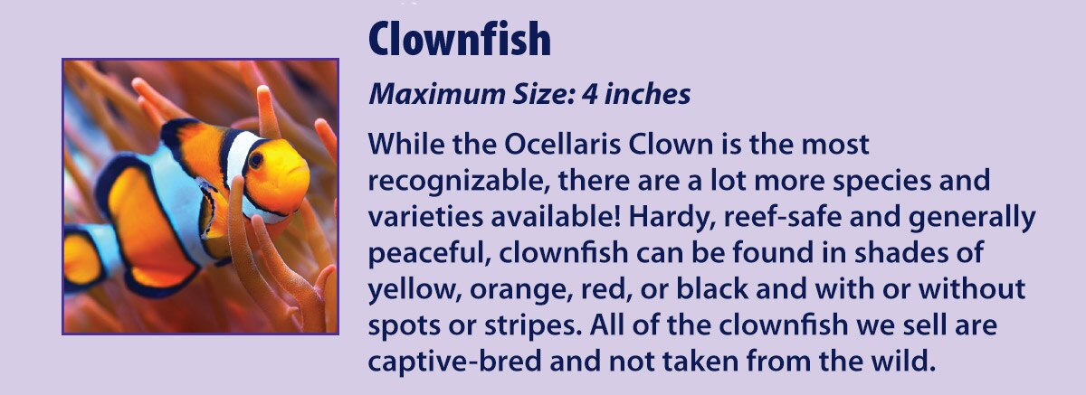 Clownfish